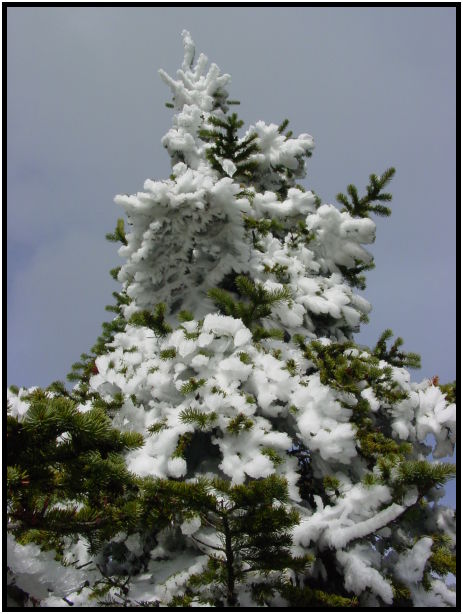 place: Canada: British Columbia: Manning Park: Skyline1 : s-dsc024325.jpg