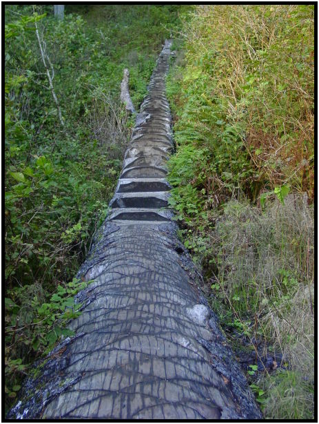 place: Canada: British Columbia: Vancouver Island: Juan de Fuca Marine Trail : s-dsc024478.jpg