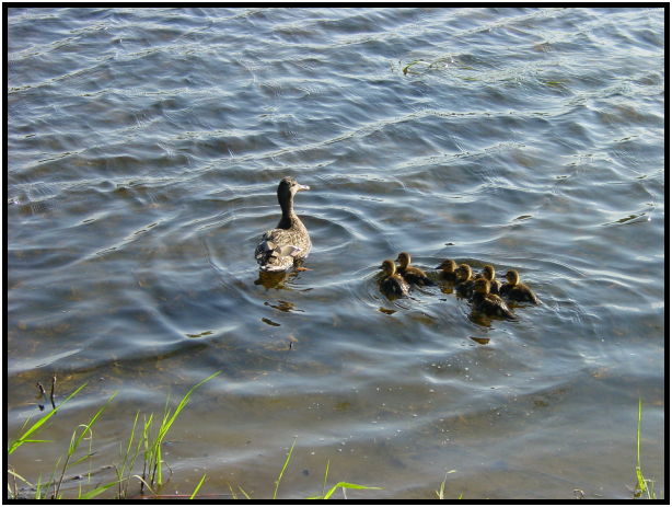 bird: duck : s-dsc022137.jpg
