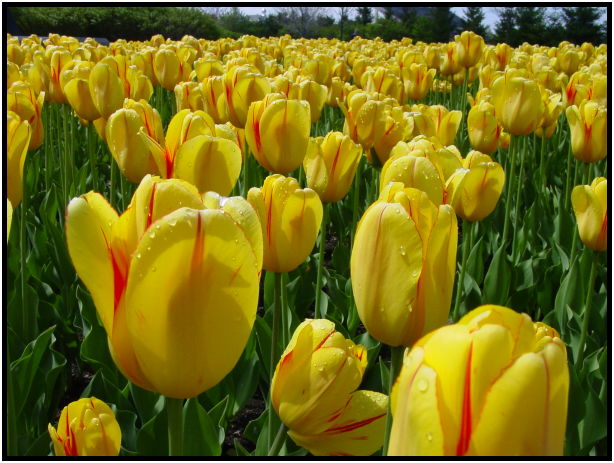 flora: flower: tulip : s-dsc022028.jpg