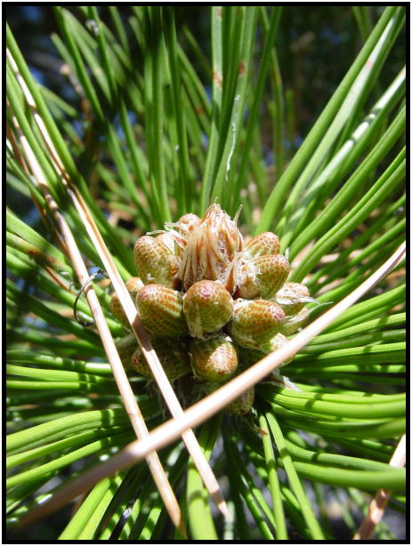 flora: tree: needle : s-dsc022046.jpg