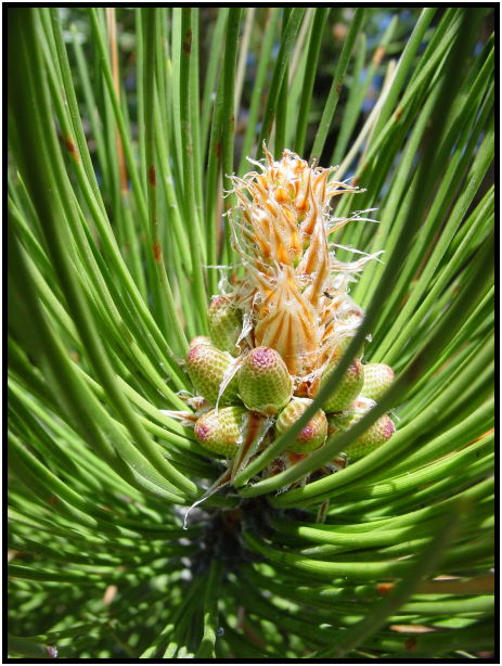 flora: tree: needle : s-dsc022047.jpg
