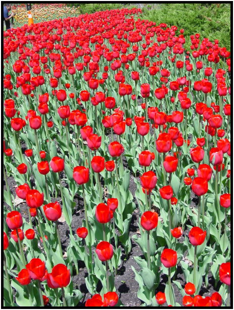 flora: flower: tulip : s-dsc022063.jpg