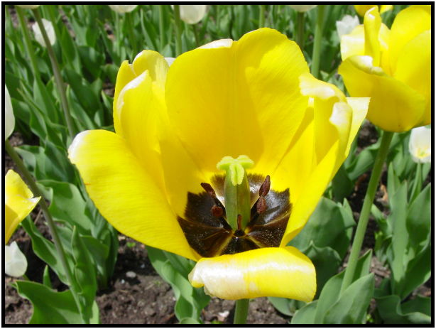 flora: flower: tulip : s-dsc022069.jpg