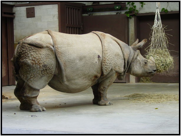 place: Canada: Ontario: Toronto: Toronto Zoo : s-dsc021568.jpg
