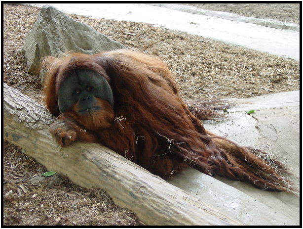 place: Canada: Ontario: Toronto: Toronto Zoo : s-dsc021583.jpg