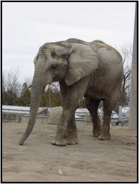 place: Canada: Ontario: Toronto: Toronto Zoo : s-dsc021588.jpg