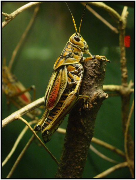 place: Canada: Ontario: Toronto: Toronto Zoo : s-dsc021633.jpg