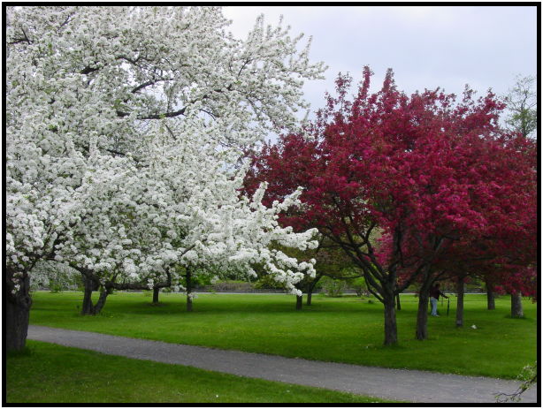 flora: flower: apple tree flower : s-dsc022191.jpg