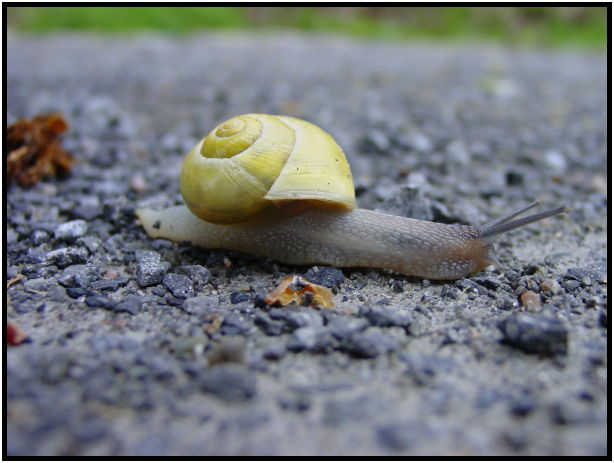 insect: snail : s-dsc022217.jpg