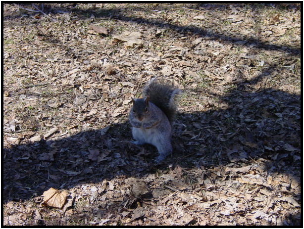 animal: squirrel : s-dsc021727.jpg