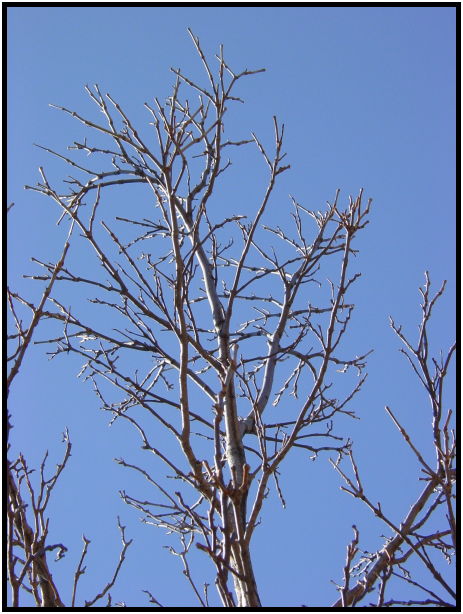 flora: tree: unknown tree : s-dsc021760.jpg