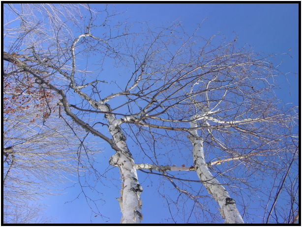 flora: tree: birch : s-dsc021440.jpg