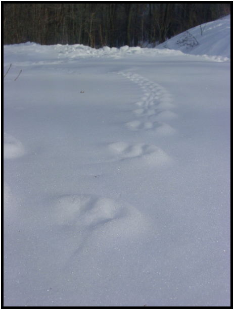 animal: track : s-dsc021474.jpg