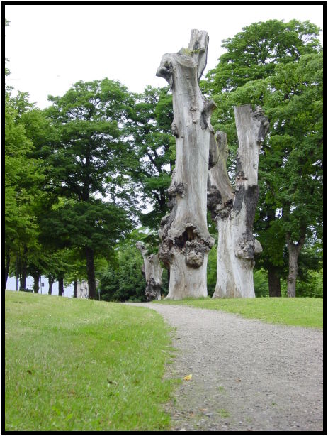 flora: tree: unknown tree : s-dsc023552.jpg