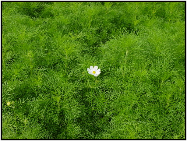 flora: flower: daisy : s-dsc023569.jpg