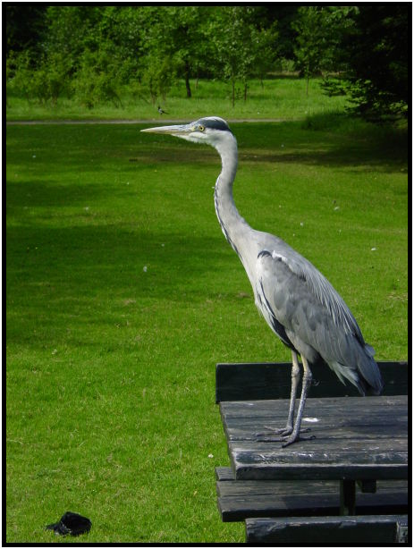 bird: heron : s-dsc023695.jpg