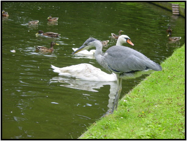 site: water: lake : s-dsc023706.jpg