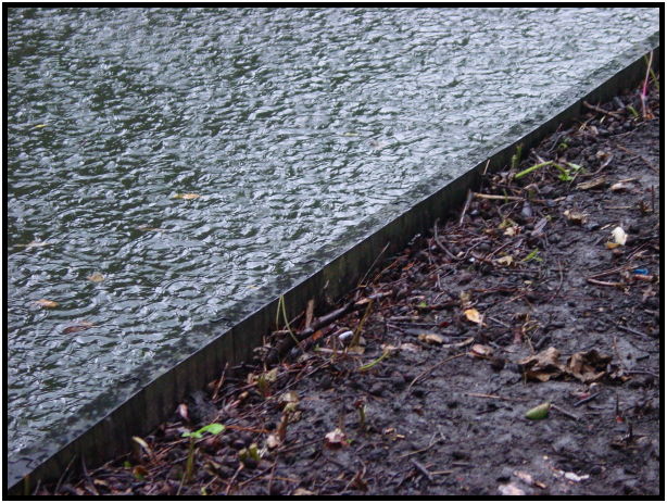 site: earth: rain : s-dsc023751.jpg