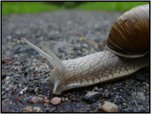 insect: snail : s-dsc023826.jpg