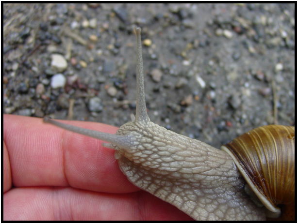 insect: snail : s-dsc023831.jpg