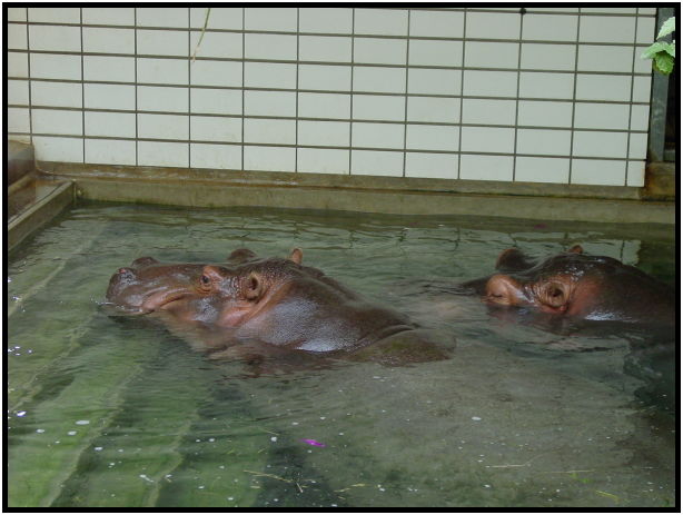 animal: hippopotamus : s-dsc023356.jpg