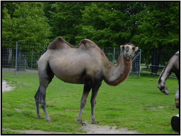 place: Germany: Stuttgart: Wilhelma Zoo : s-dsc023363.jpg