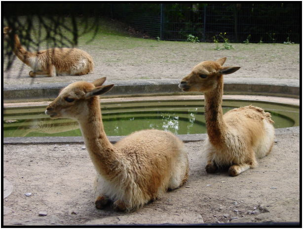 place: Germany: Stuttgart: Wilhelma Zoo : s-dsc023365.jpg