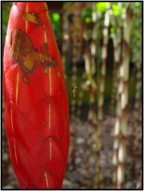 flora: flower: ginger flower : s-dsc022758.jpg