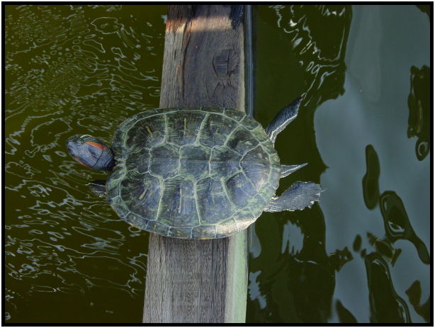 animal: turtle : s-dsc022768.jpg