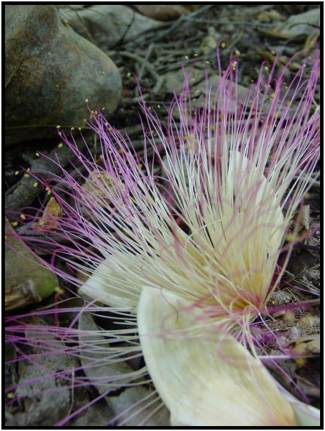 flora: flower: unknown flower : s-dsc022774.jpg