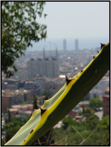 flora: cactus: aloe vera : s-dsc023024.jpg