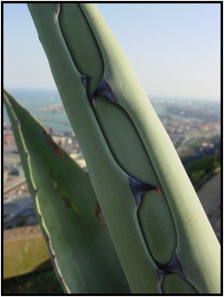 flora: cactus: aloe vera : s-dsc023111.jpg