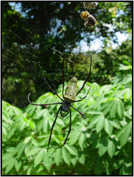 insect: spider : s-dsc022834.jpg