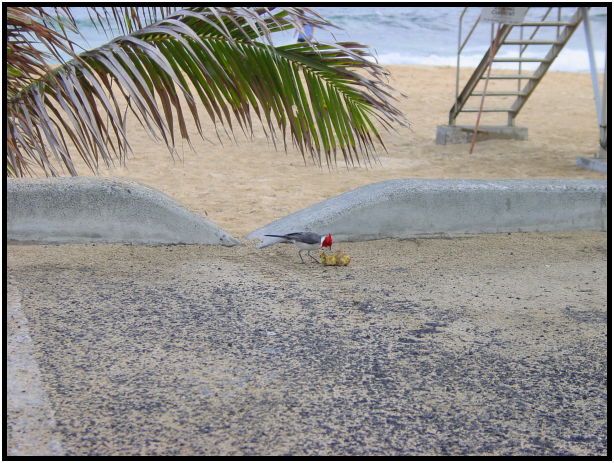 bird: red-breasted cardinal : s-dsc022362.jpg