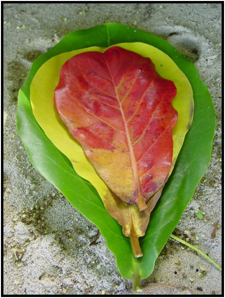 flora: leaf : s-dsc022459.jpg