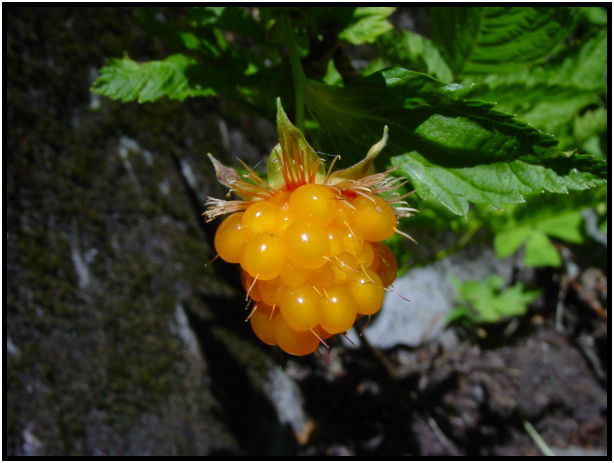flora: berry: salmonberry : s-dsc024006.jpg