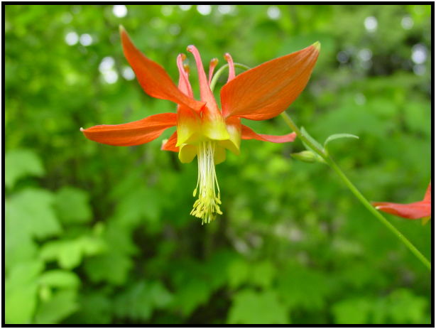flora: flower: unknown flower : s-dsc025513.jpg