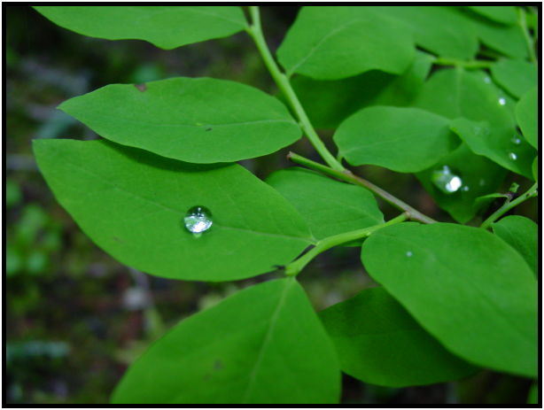 site: water: water droplet : s-dsc025519.jpg