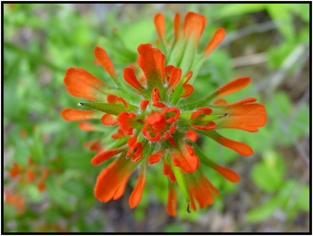 flora: flower: unknown flower : s-dsc025544.jpg