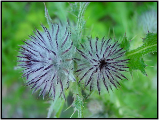 flora: bush: thisle : s-dsc025756.jpg