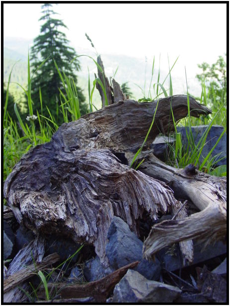 flora: tree: root : s-dsc025758.jpg