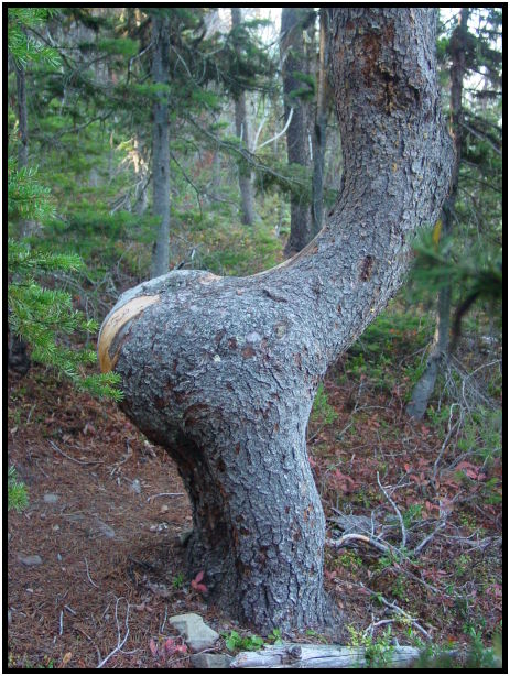 flora: tree: unknown tree : s-dsc06988.jpg