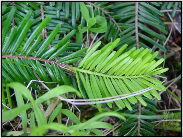 flora: tree: needle : s-dsc025283.jpg