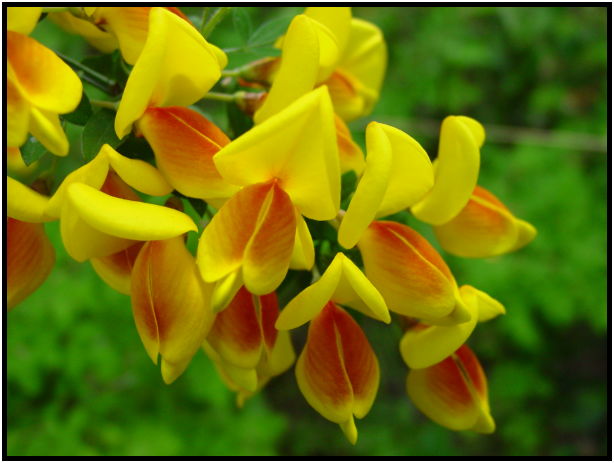 flora: flower: unknown flower : s-dsc025345.jpg
