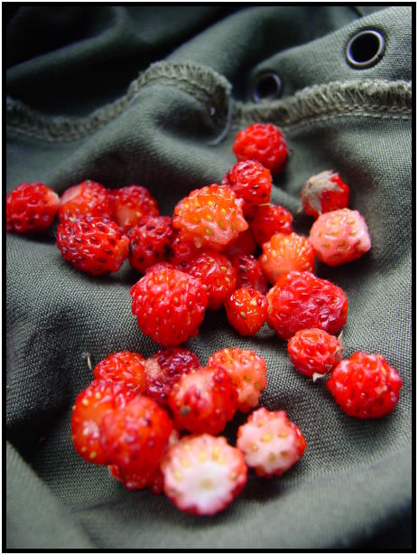 flora: berry: wild strawberry : s-dsc025930.jpg