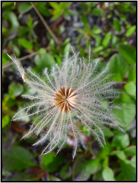 flora: flower: unknown flower : s-dsc025972.jpg