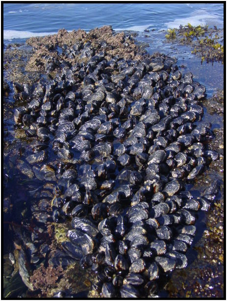 object: shell : s-dsc07111.jpg