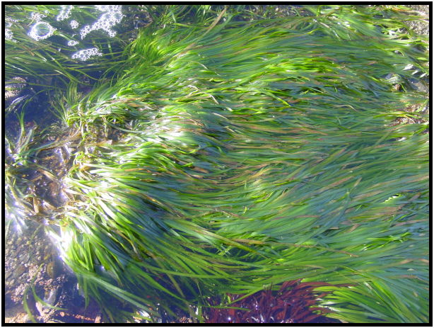 place: Canada: British Columbia: Vancouver Island: Juan de Fuca Marine Trail : s-dsc07112.jpg