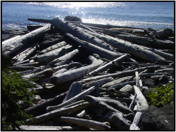 place: Canada: British Columbia: Vancouver Island: Juan de Fuca Marine Trail : s-dsc07118.jpg